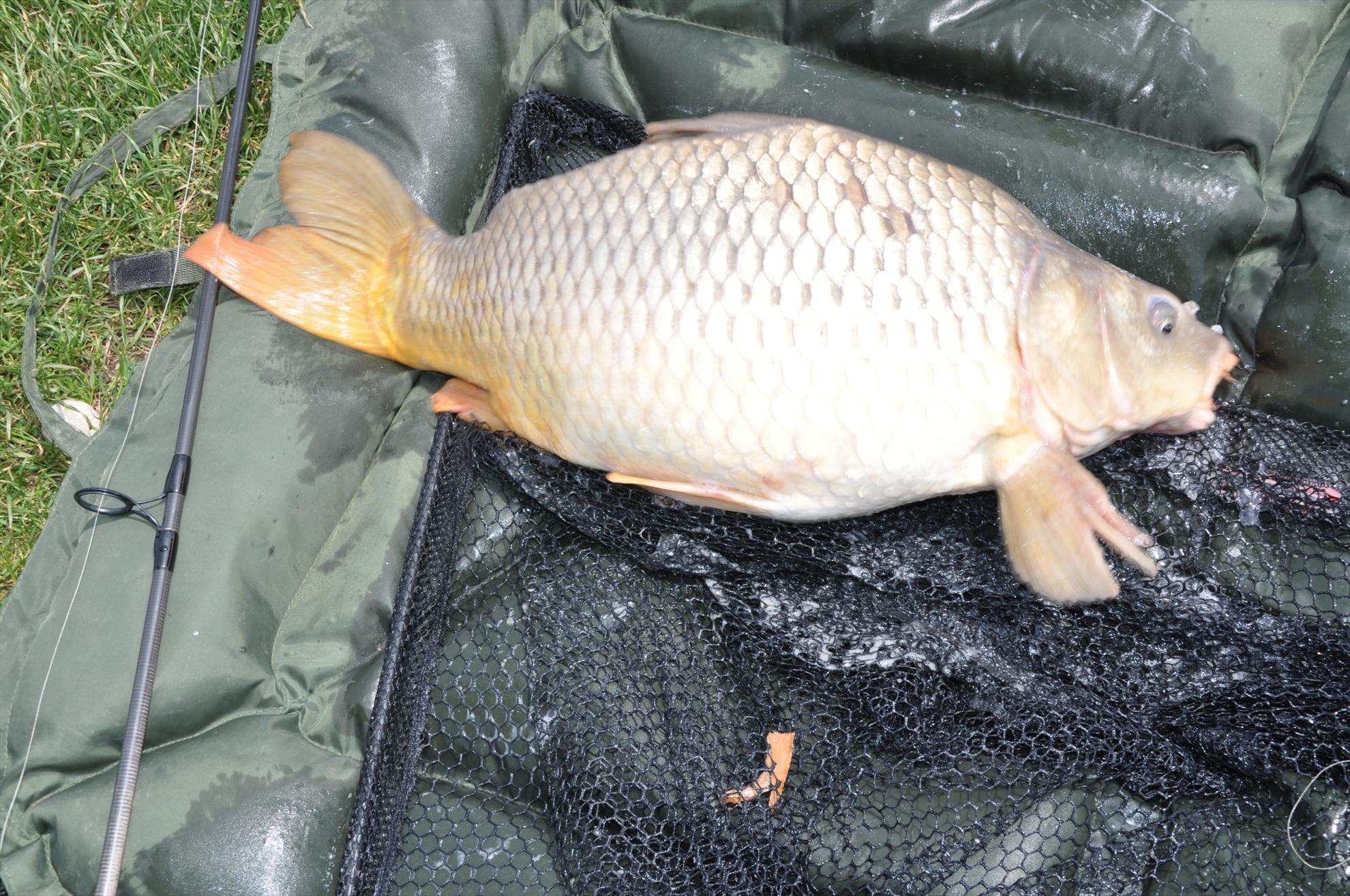 MV 2 - 09/06/2013 - dsc0017.JPG